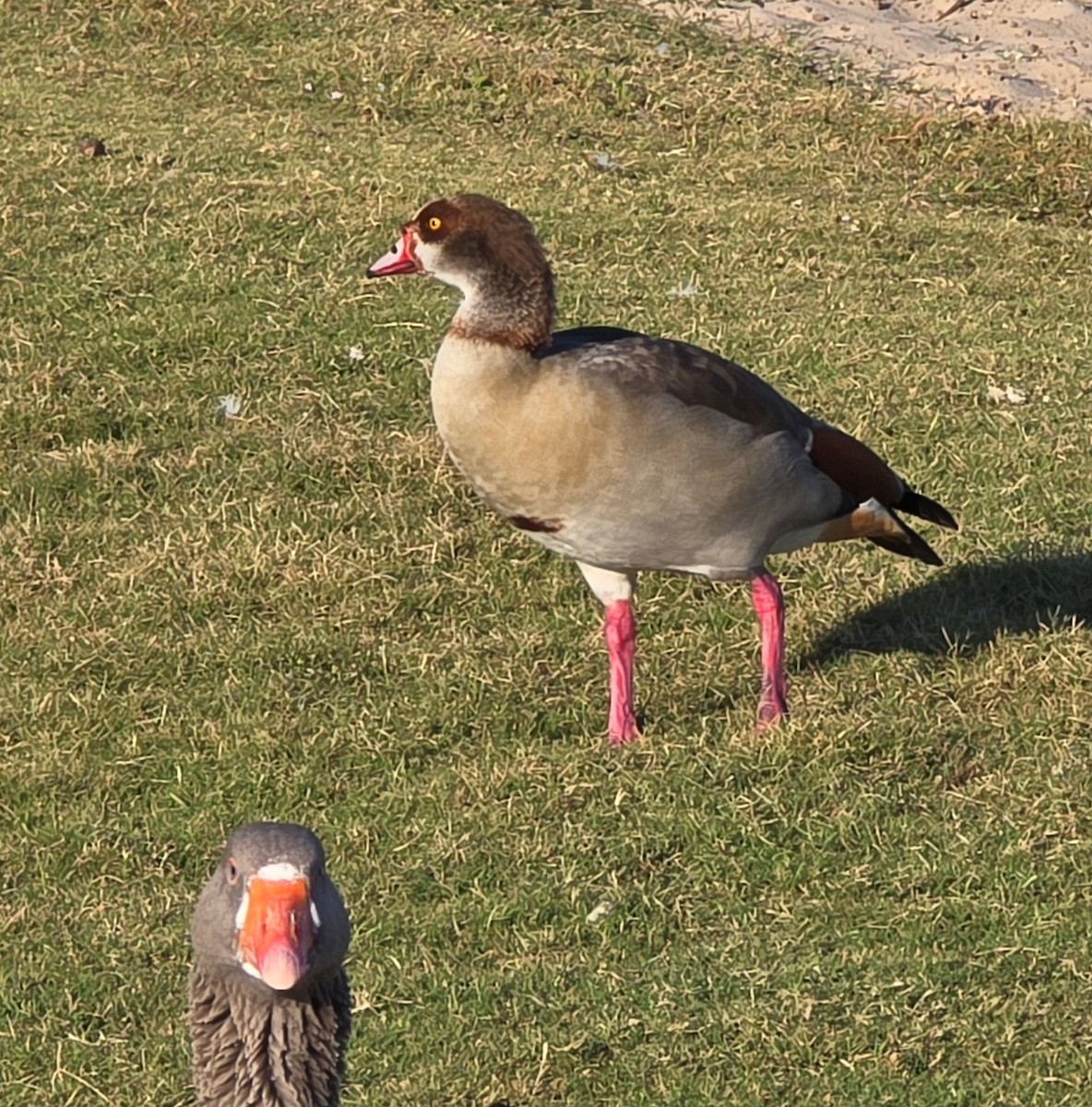 Egyptian Goose - ML643848016