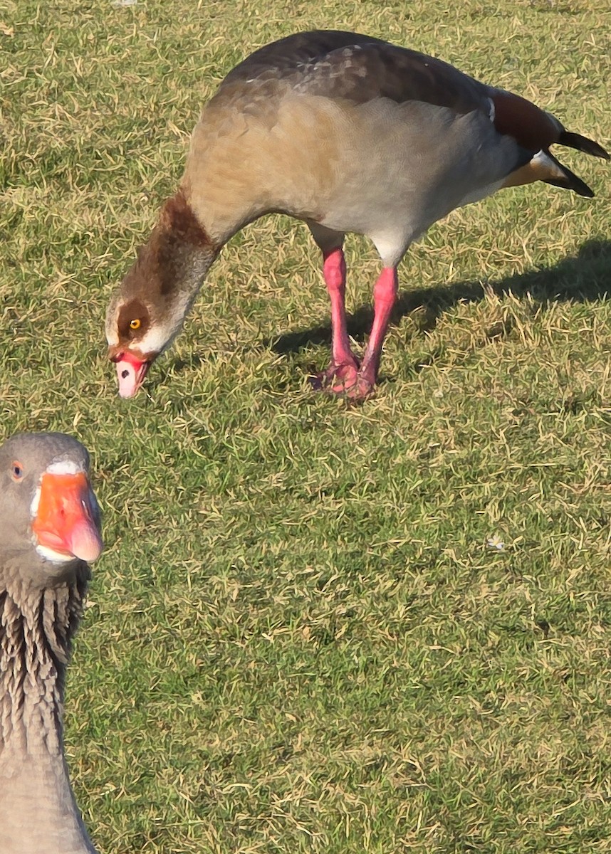 Egyptian Goose - ML643848017