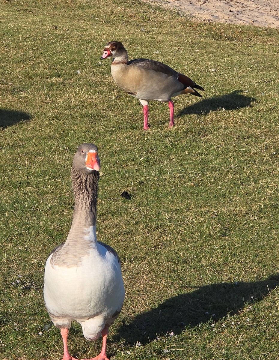 Egyptian Goose - ML643848018
