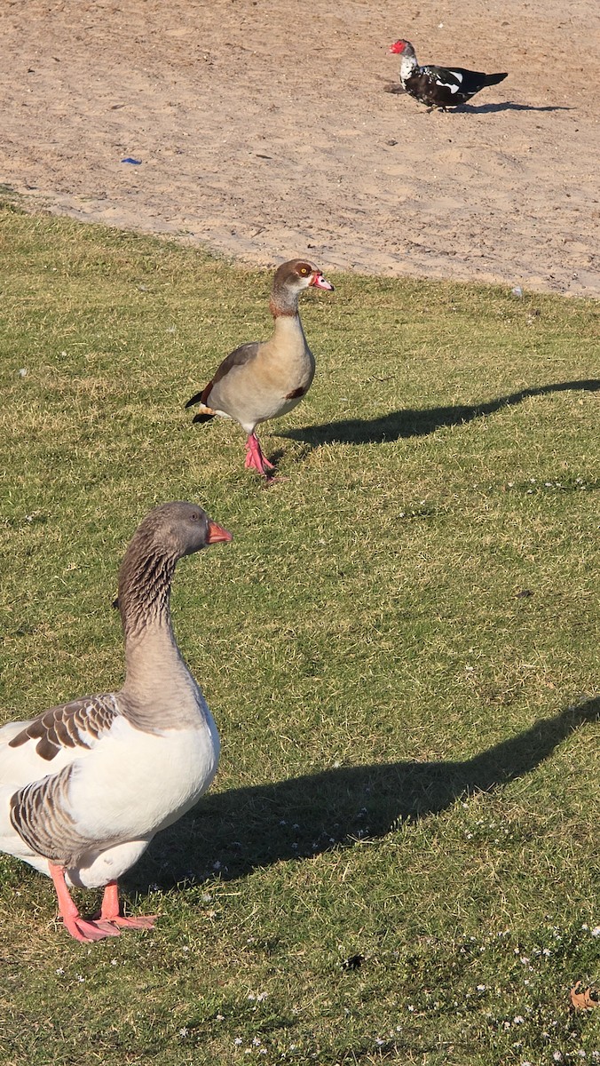 Egyptian Goose - ML643848019