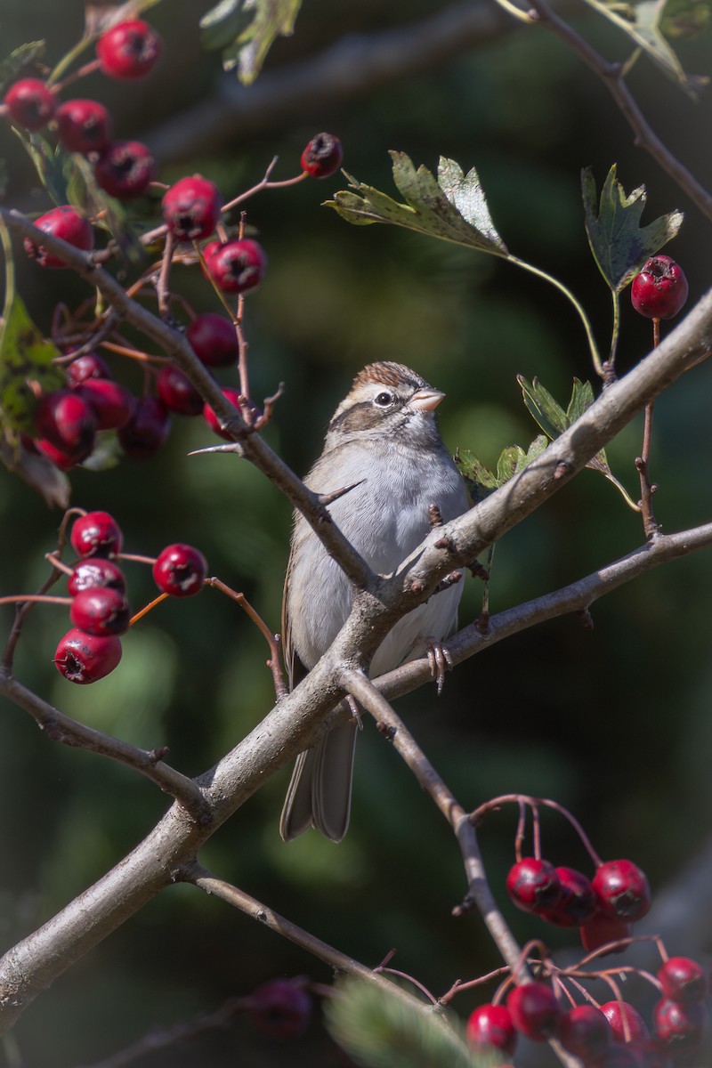 Chipping Sparrow - ML643848031