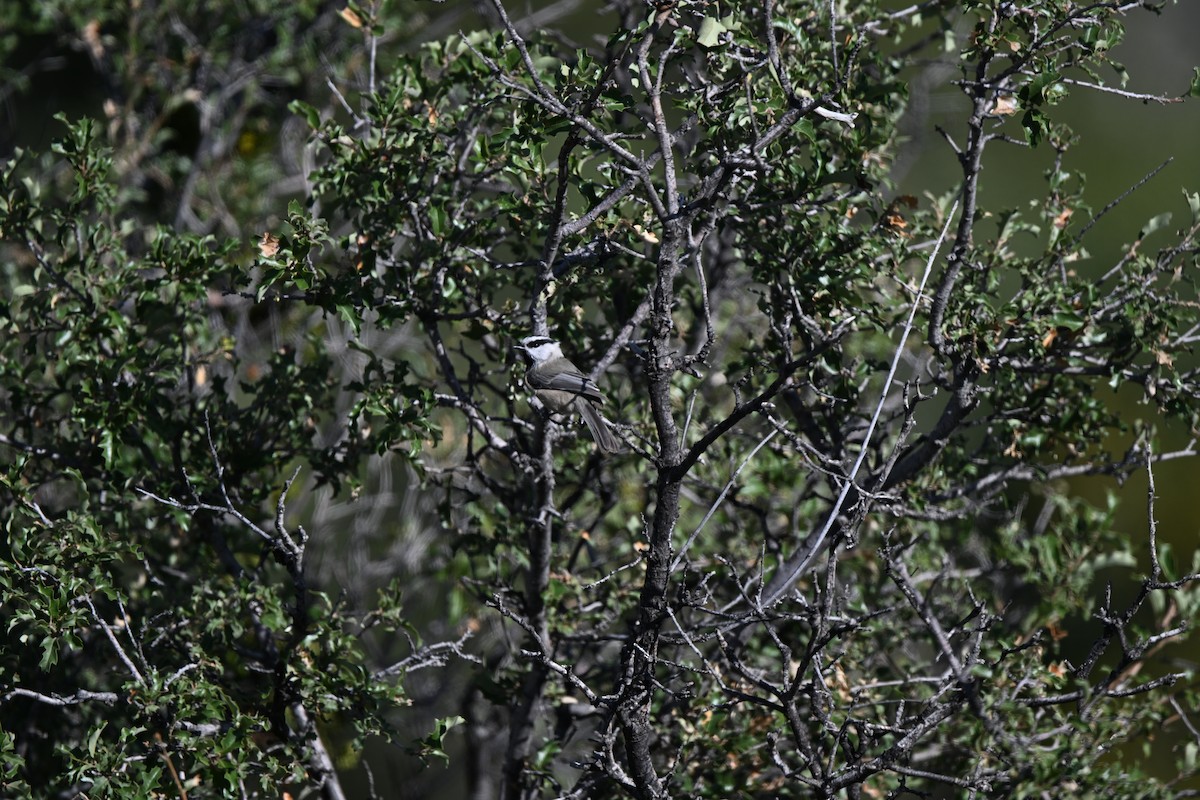 Mountain Chickadee - ML643848032