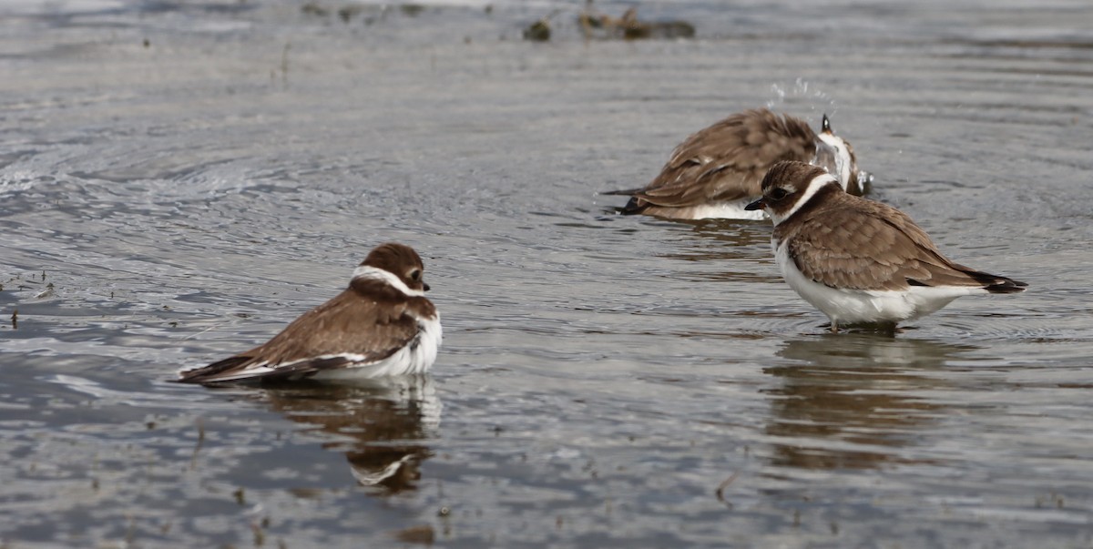 Semipalmated Plover - ML643848037