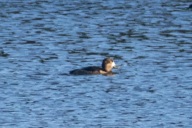 Greater Scaup - ML643848050