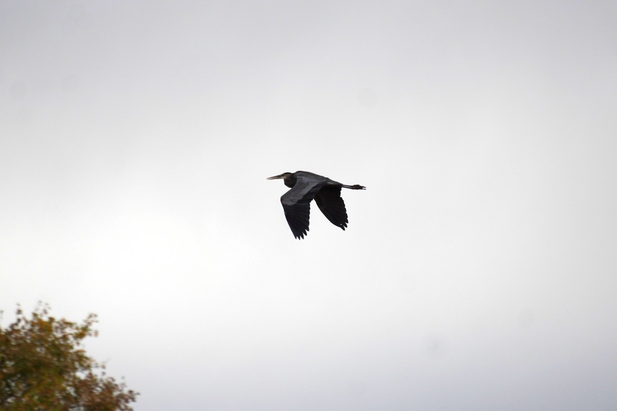 Great Blue Heron - ML643848066