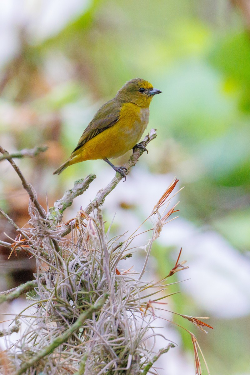 Purple-throated Euphonia - ML643848081