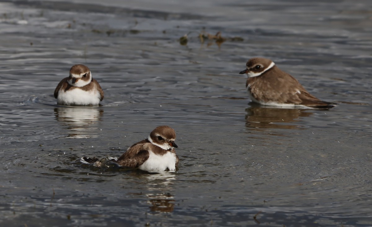 Semipalmated Plover - ML643848102