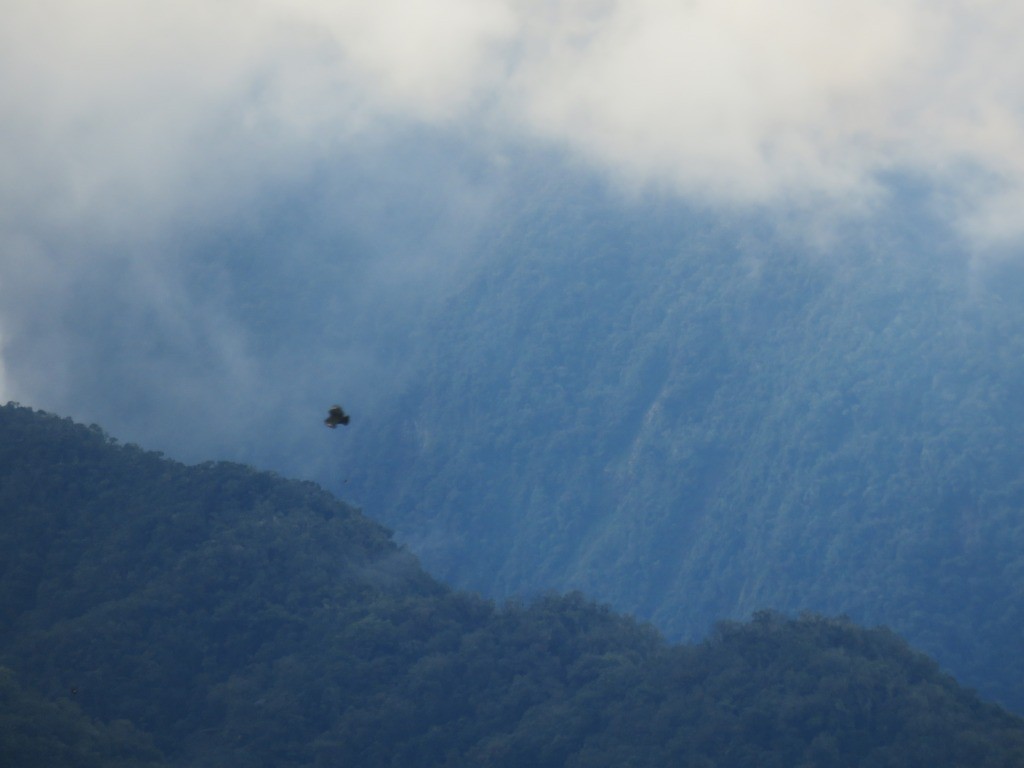 Black Vulture - ML643848115