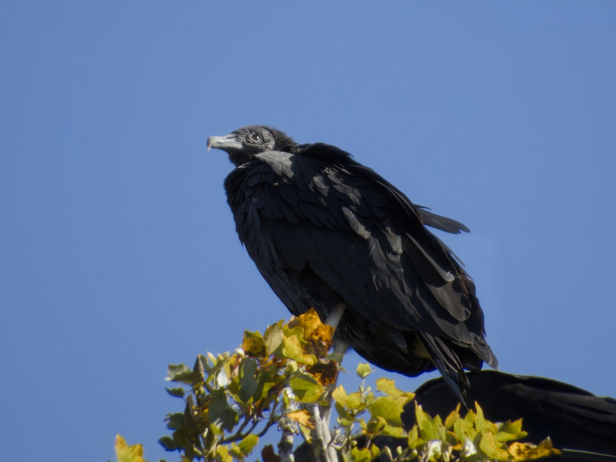Black Vulture - ML643848127