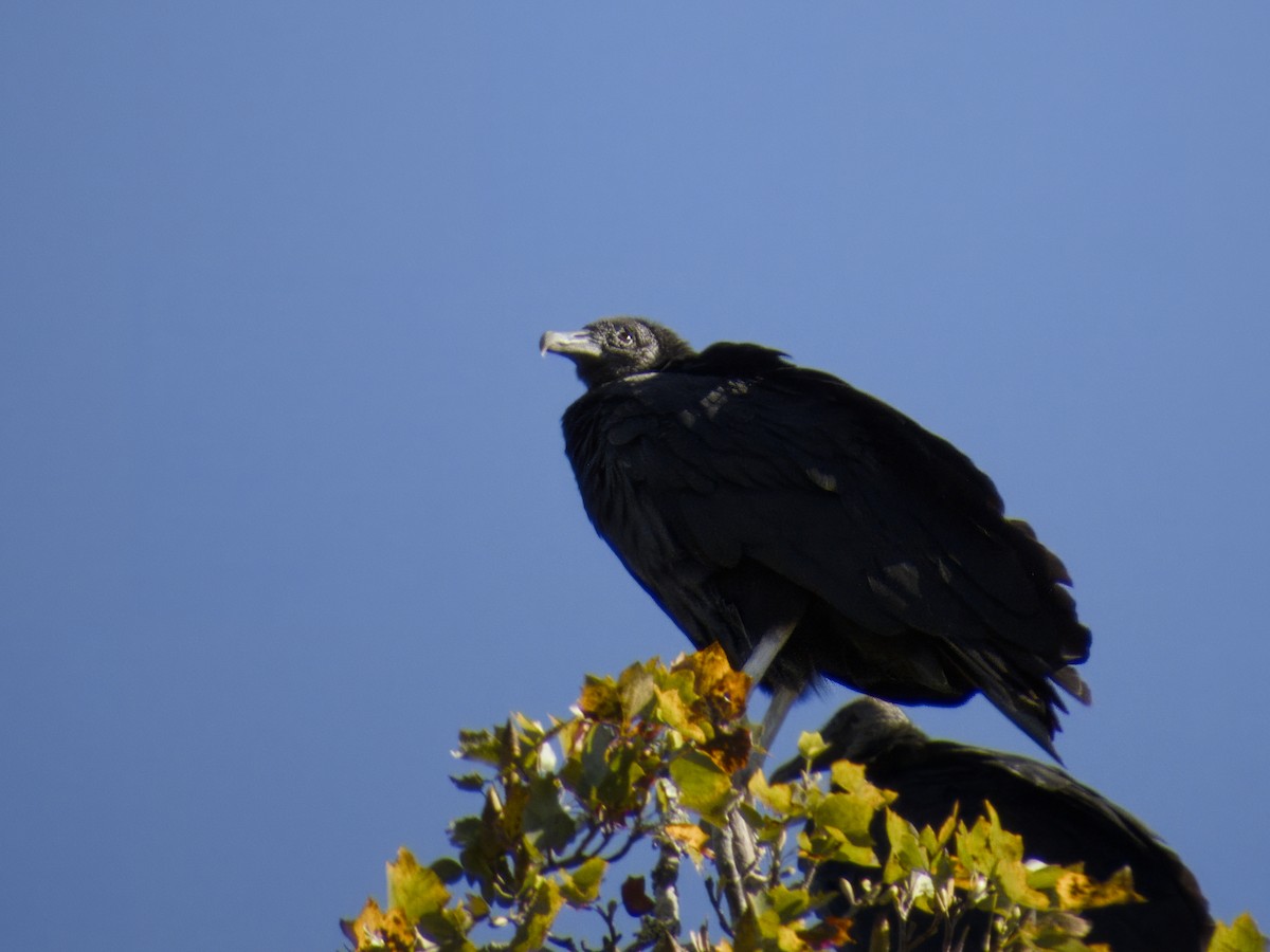 Black Vulture - ML643848128