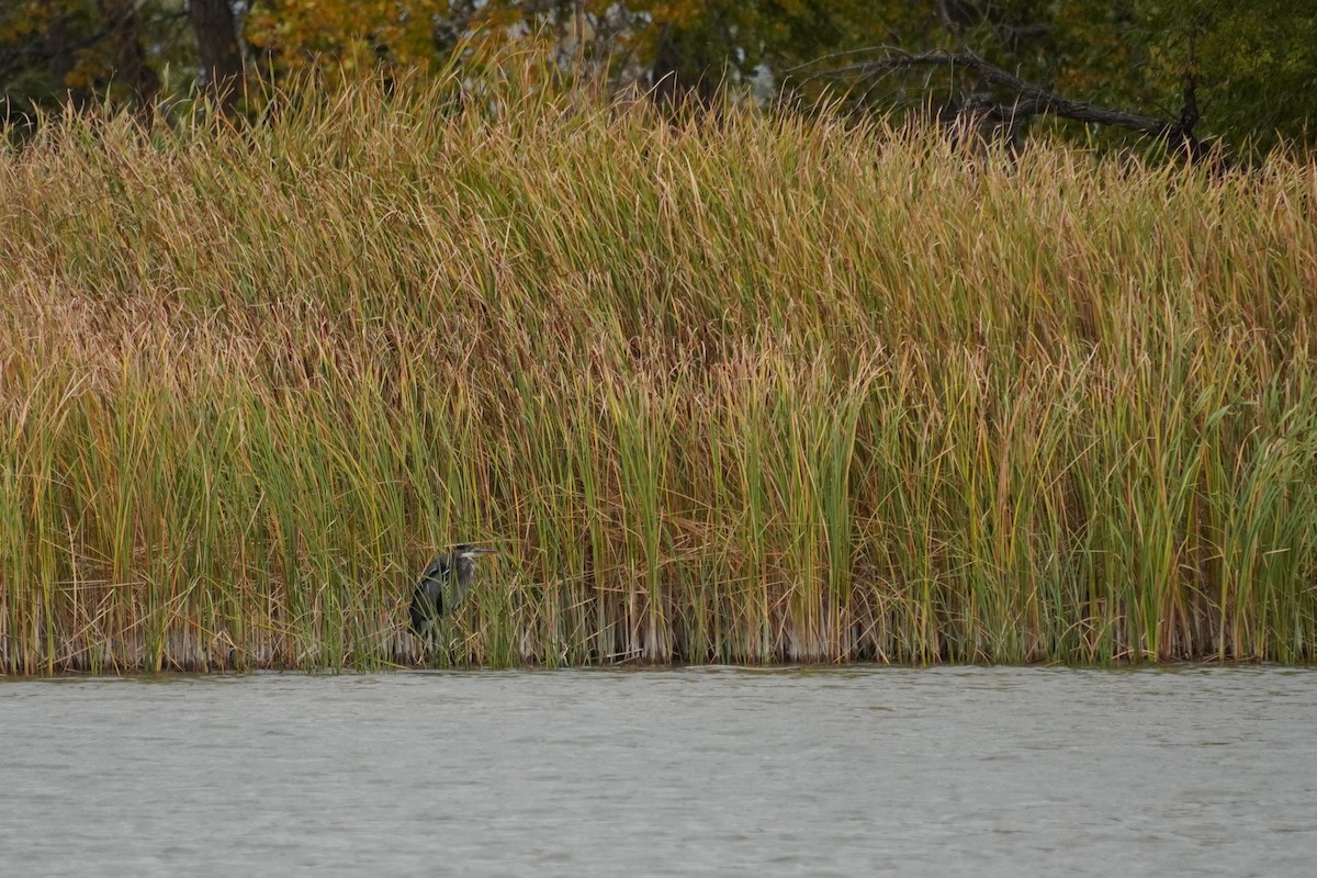 Great Blue Heron - ML643848133