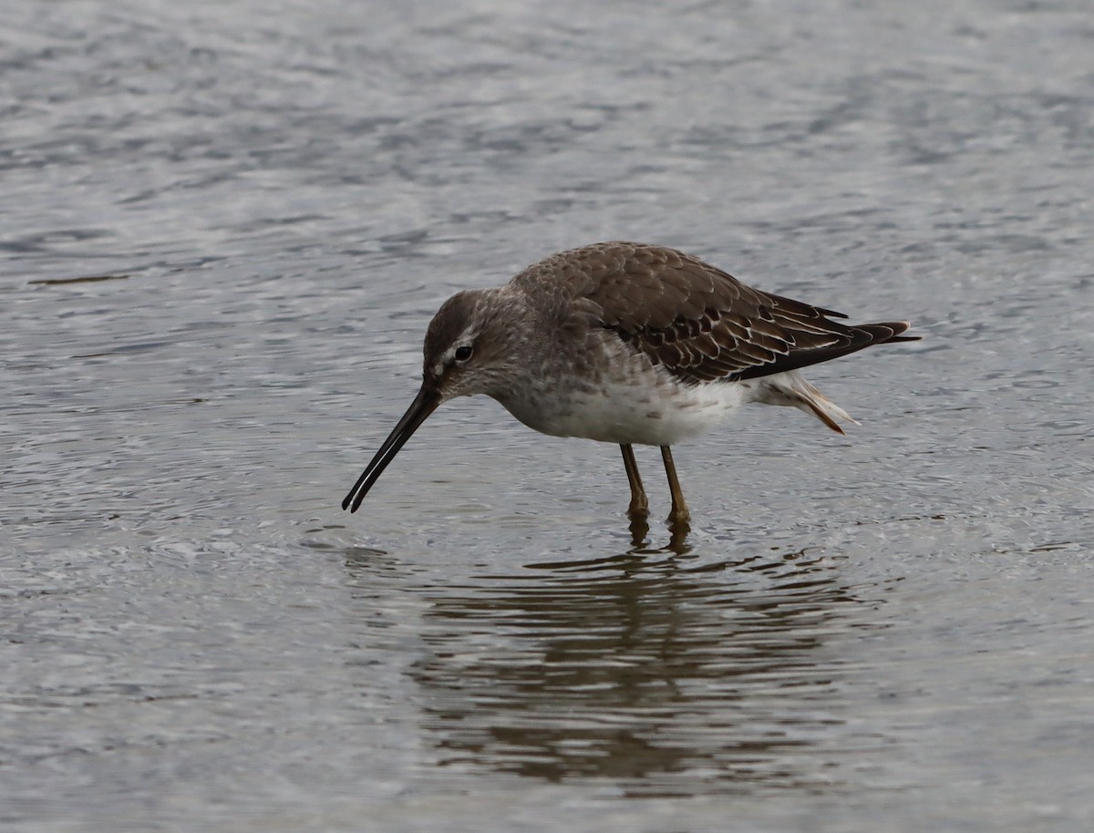 Stilt Sandpiper - ML643848134