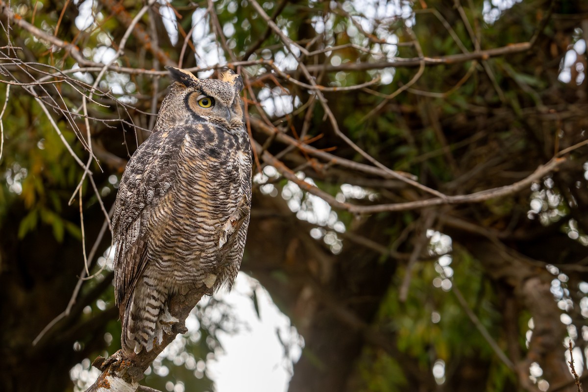 Great Horned Owl - ML643848147