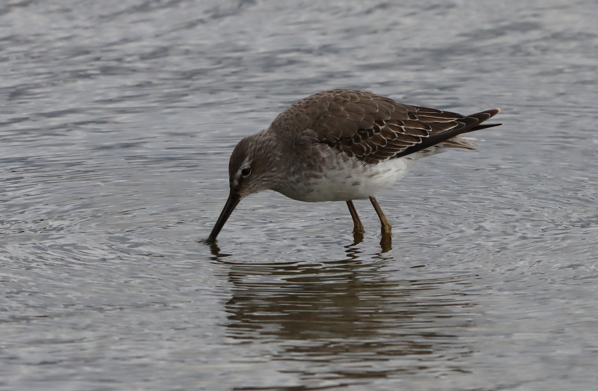 Stilt Sandpiper - ML643848151