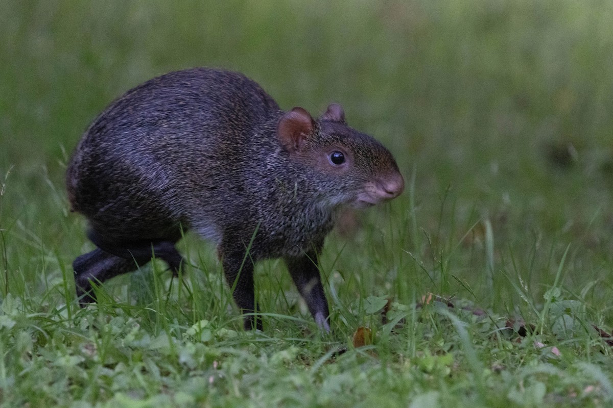 Black Agouti - ML643848170