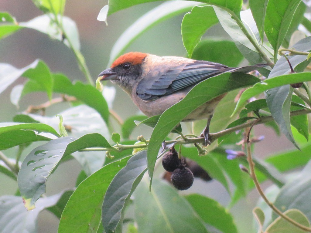 Scrub Tanager - ML643848171