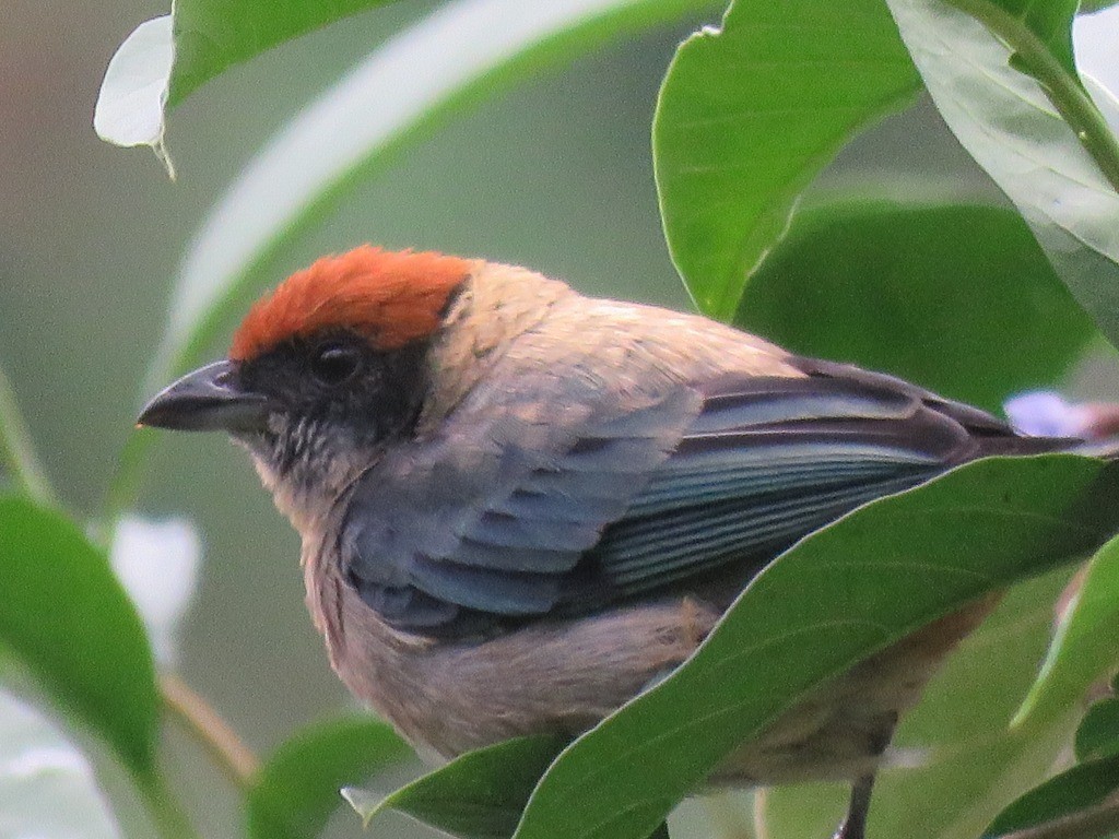 Scrub Tanager - ML643848172