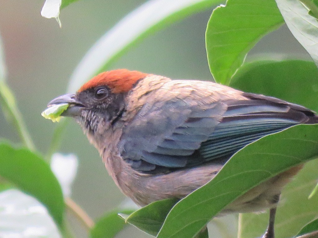 Scrub Tanager - ML643848173