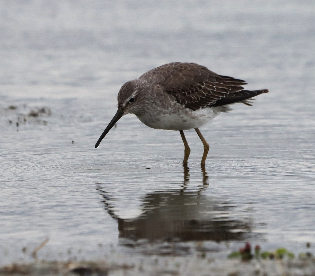 Stilt Sandpiper - ML643848175