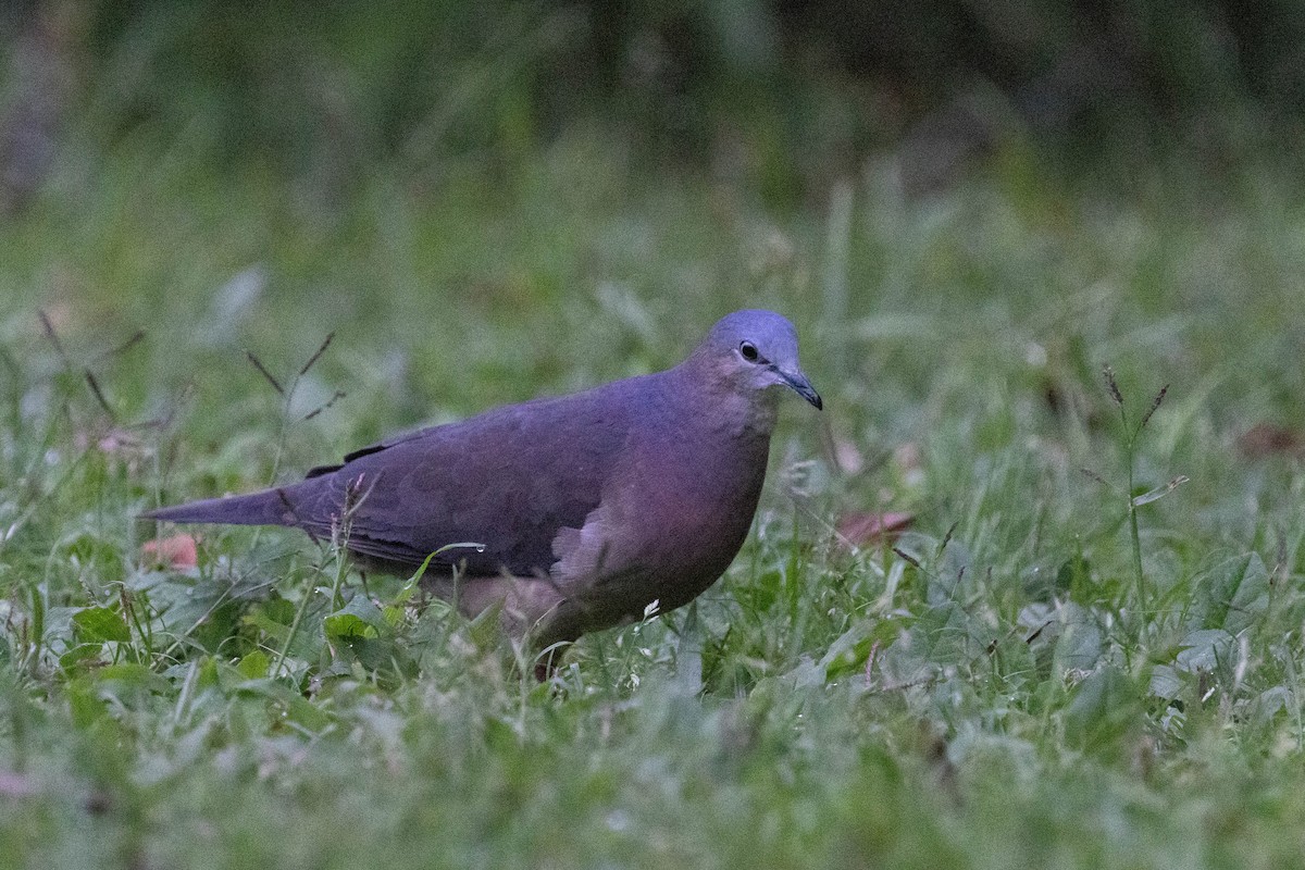 Tolima Dove - ML643848181