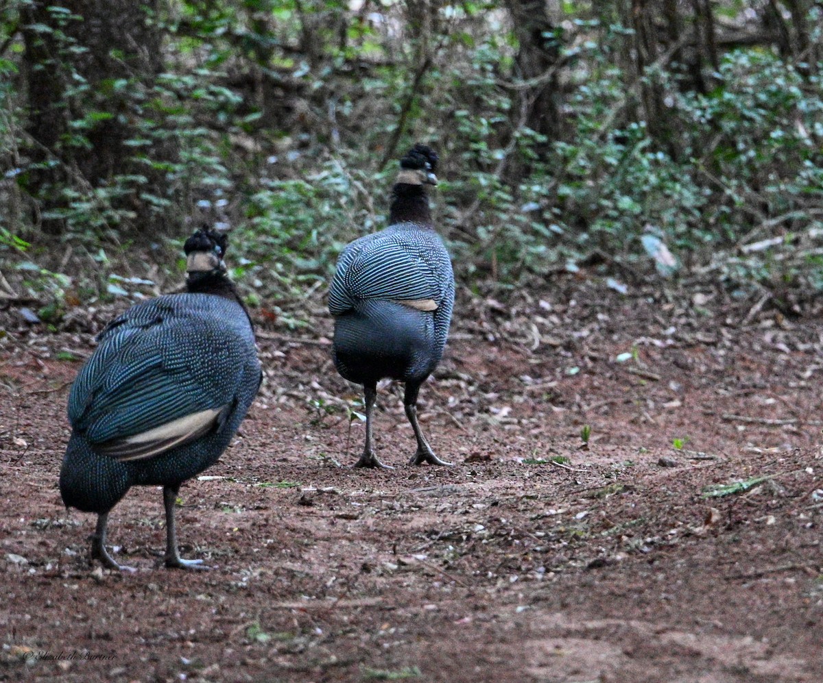 Southern Crested Guineafowl - ML643848185