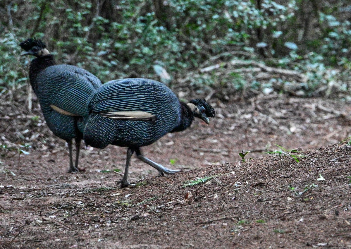 Southern Crested Guineafowl - ML643848186