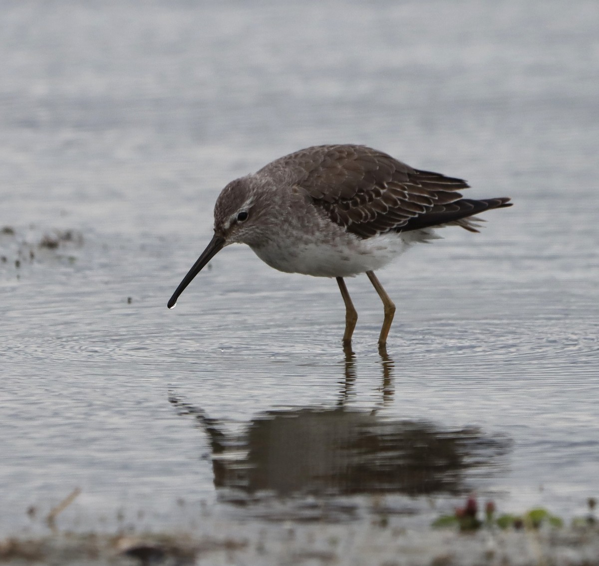 Stilt Sandpiper - ML643848205