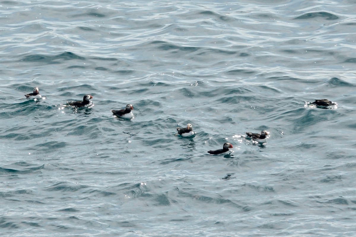 Atlantic Puffin - ML643848213