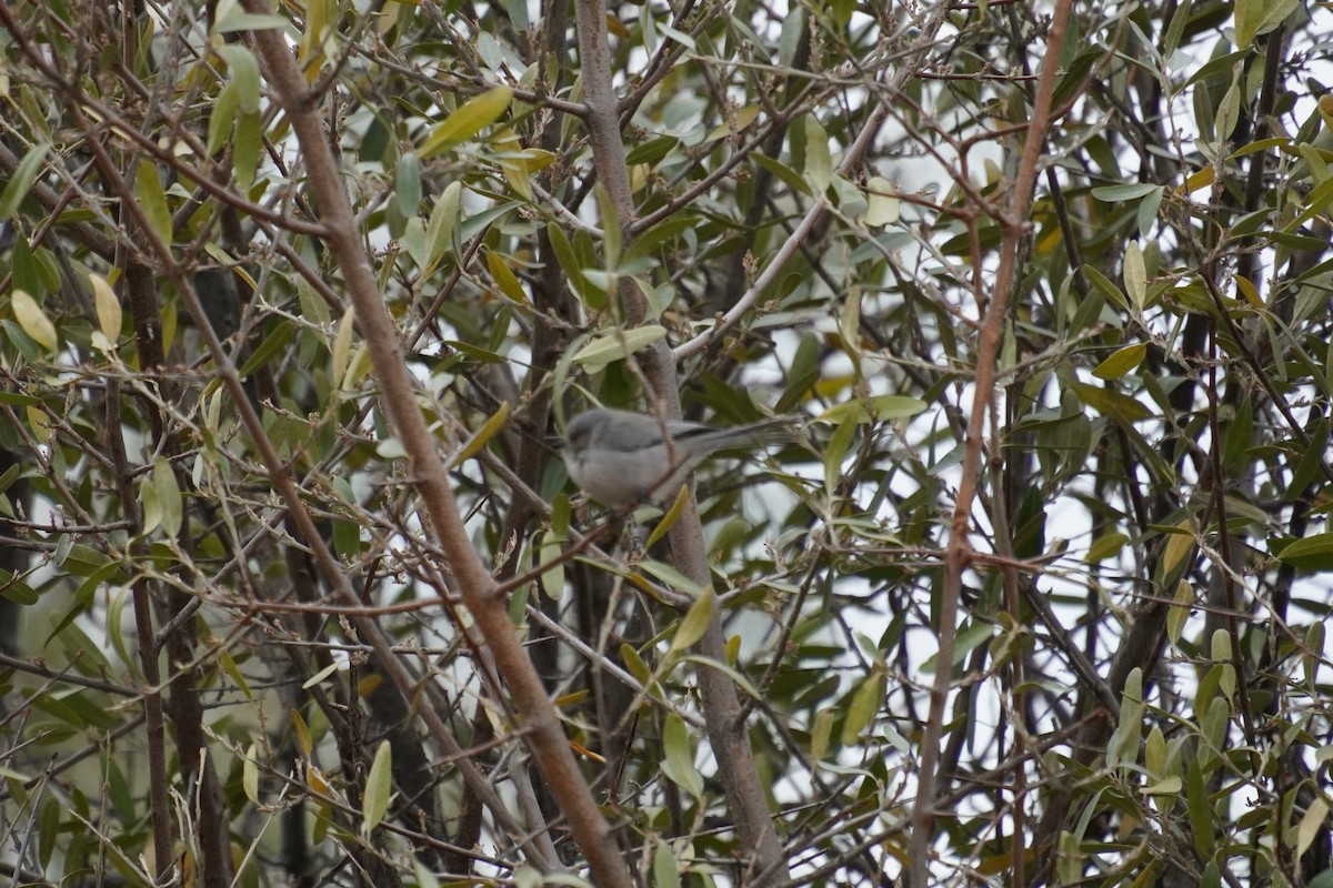 Bushtit - ML643848225