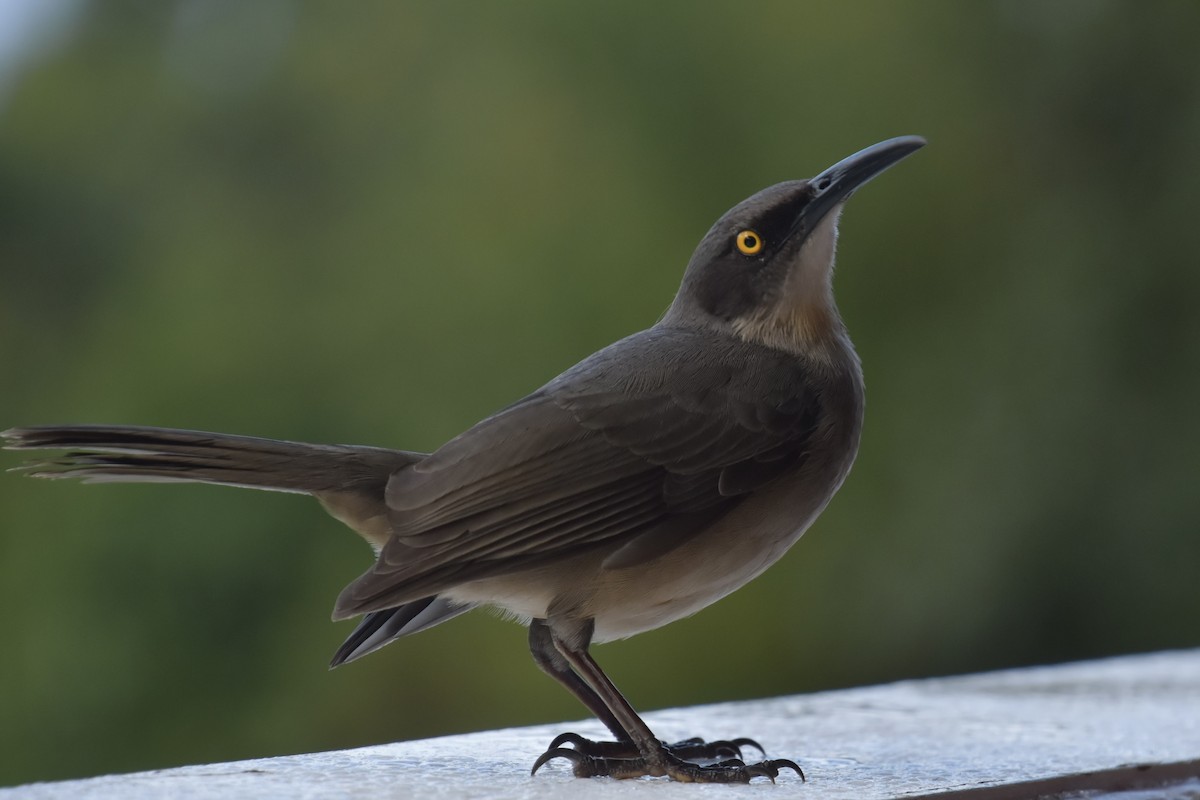 Gray Trembler - ML643848233