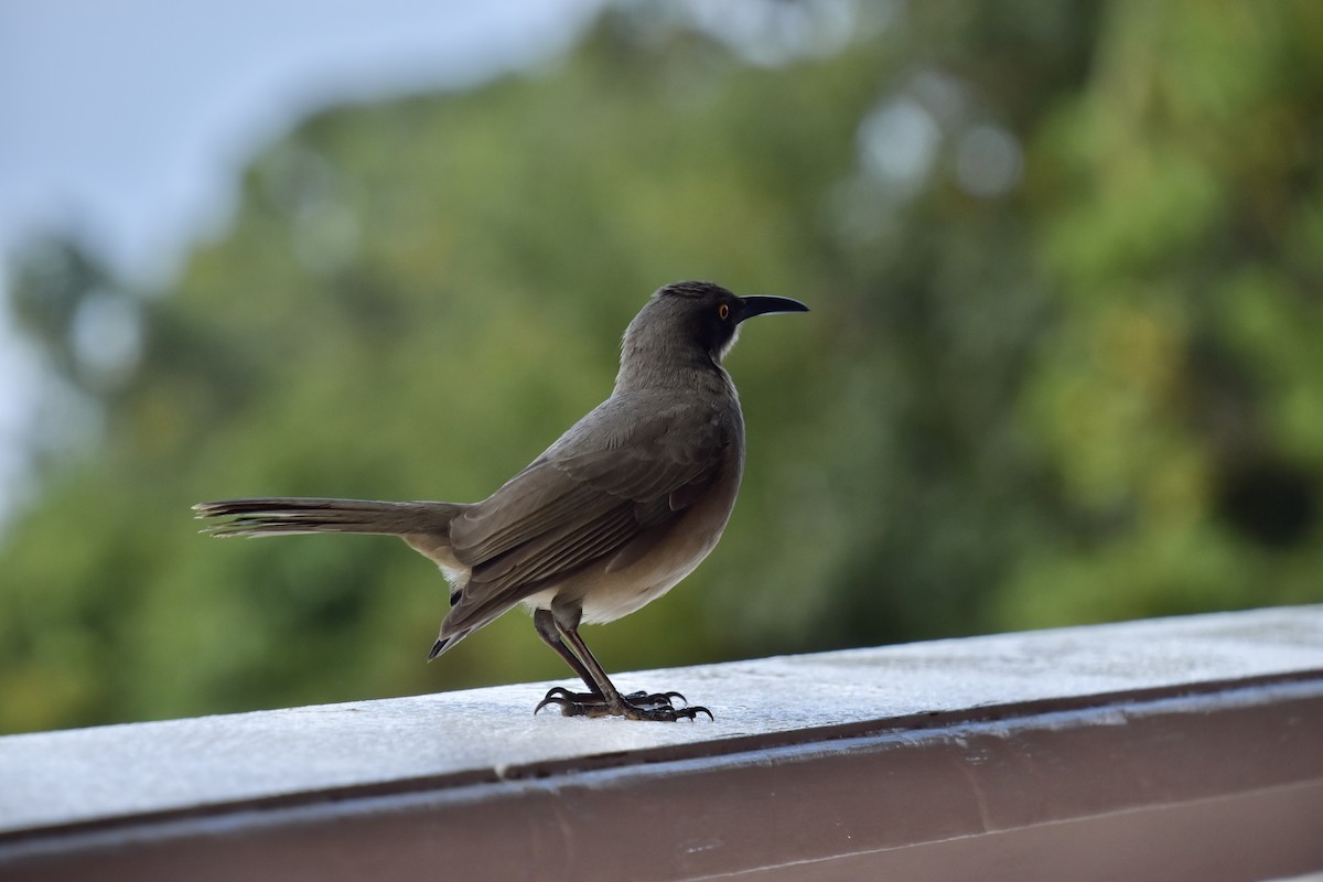 Gray Trembler - ML643848234