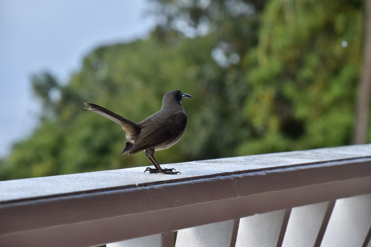 Gray Trembler - ML643848235