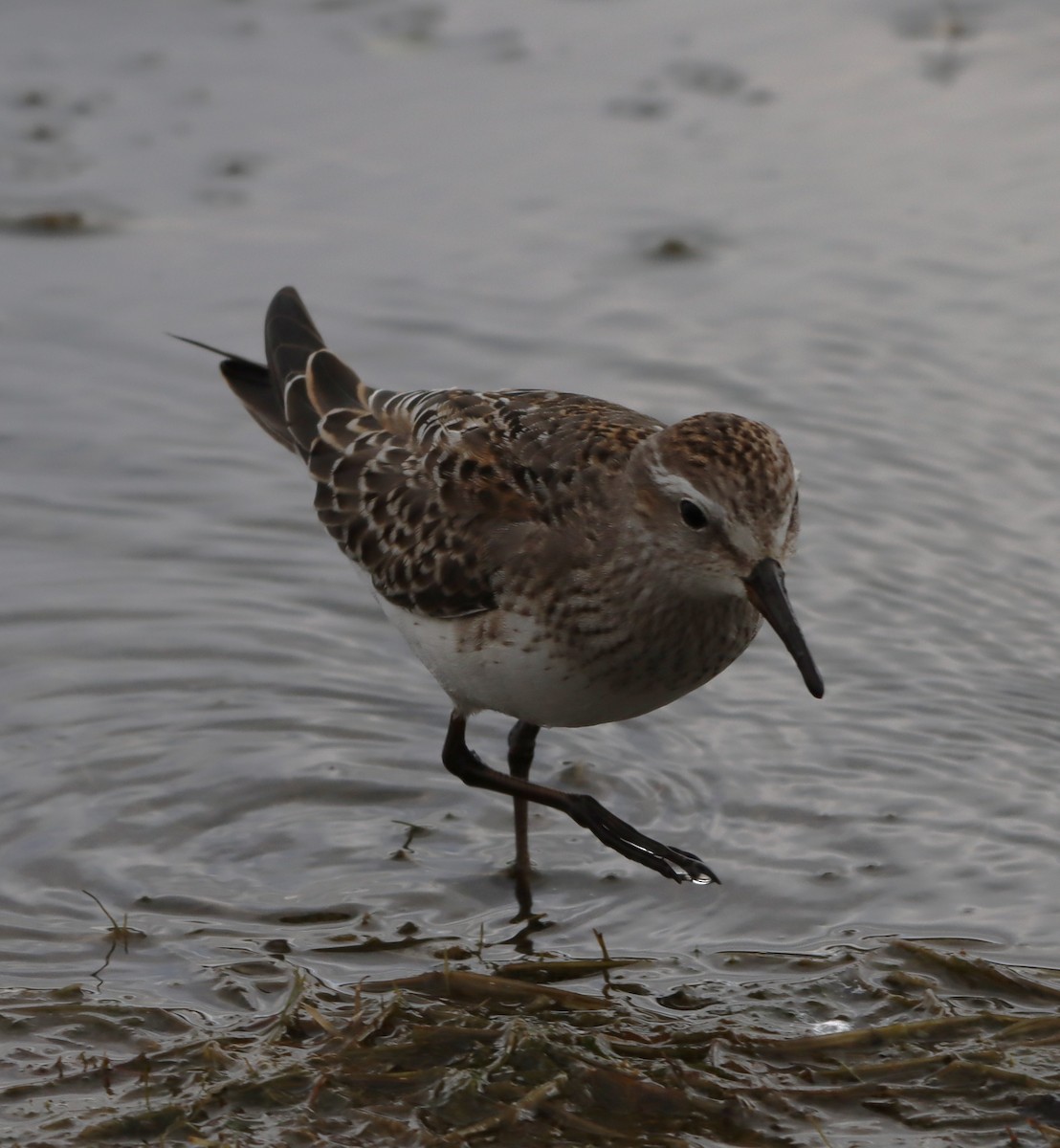 White-rumped Sandpiper - ML643848237