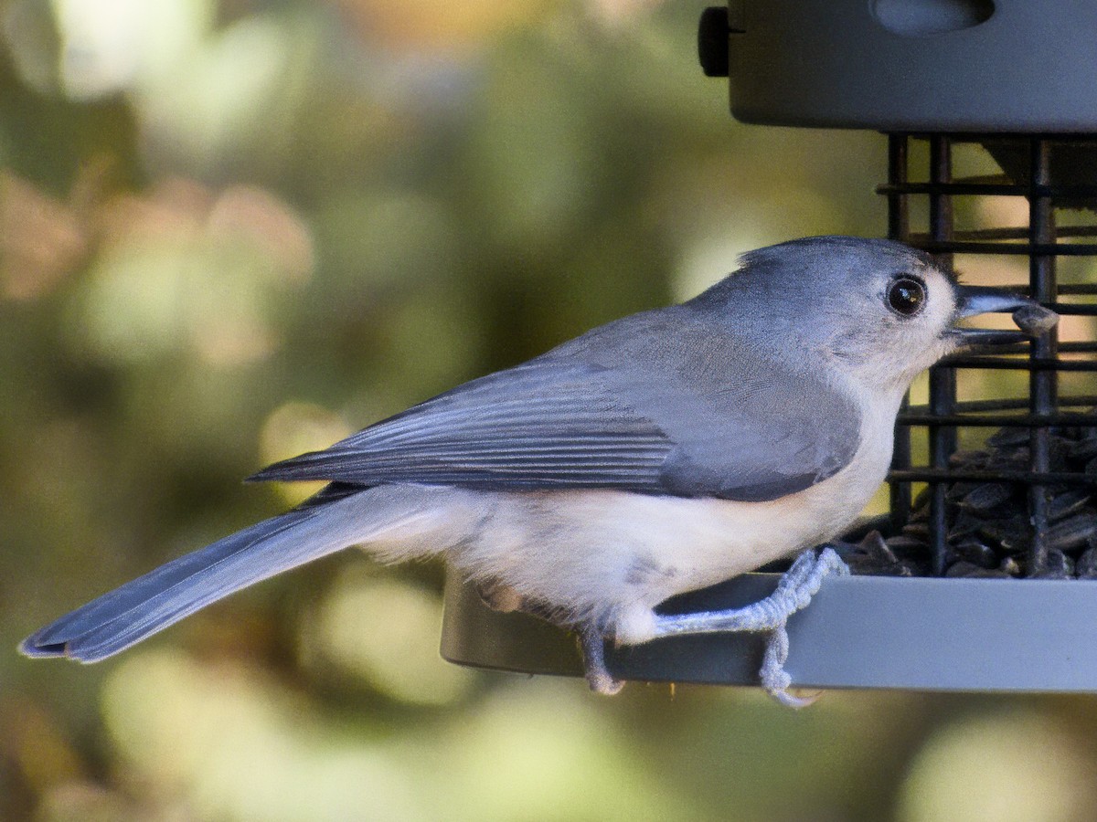 Tufted Titmouse - ML643848248