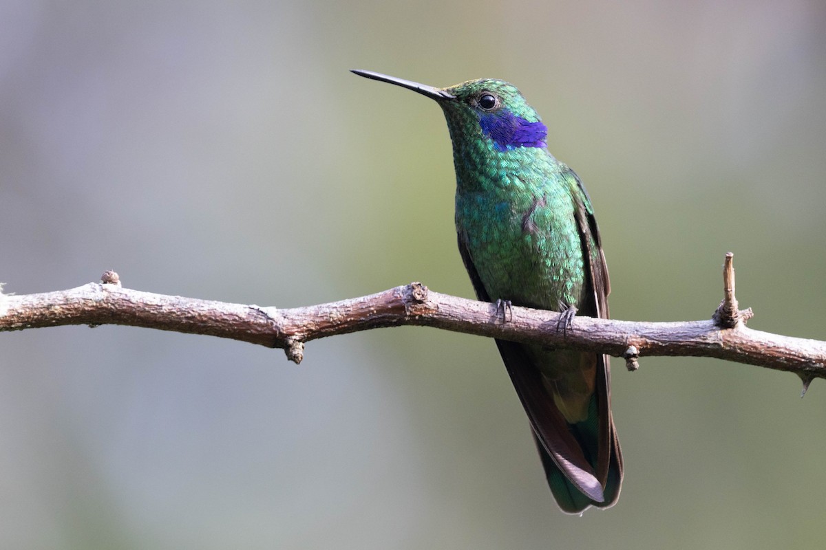 Lesser Violetear - ML643848249