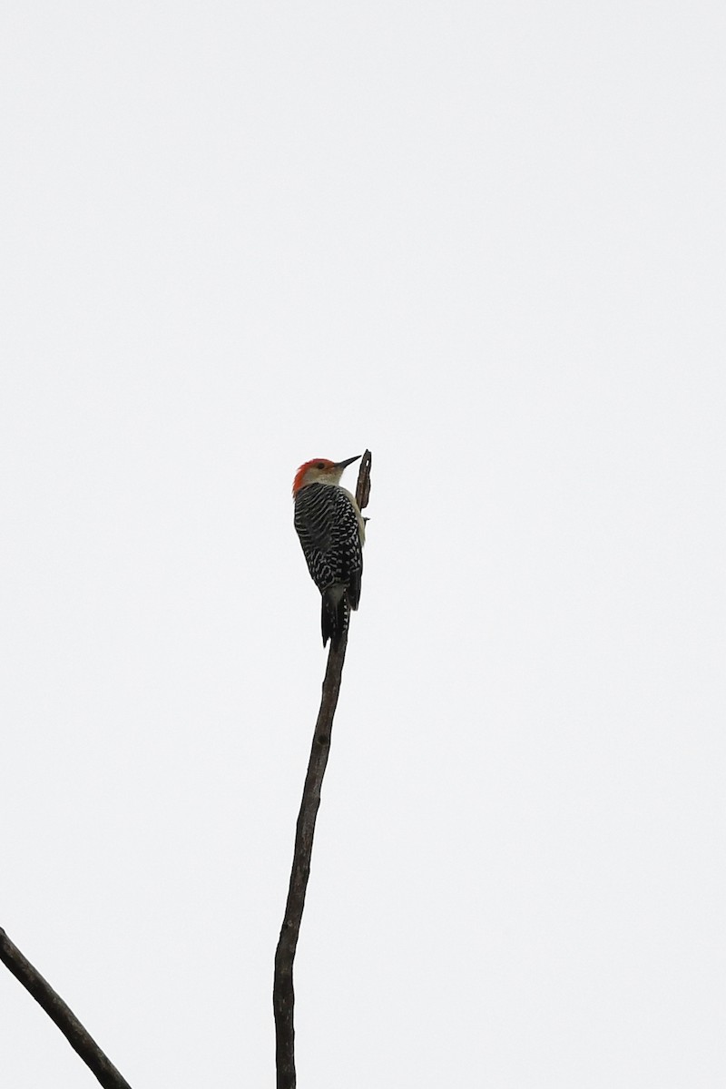 Red-bellied Woodpecker - ML643848250