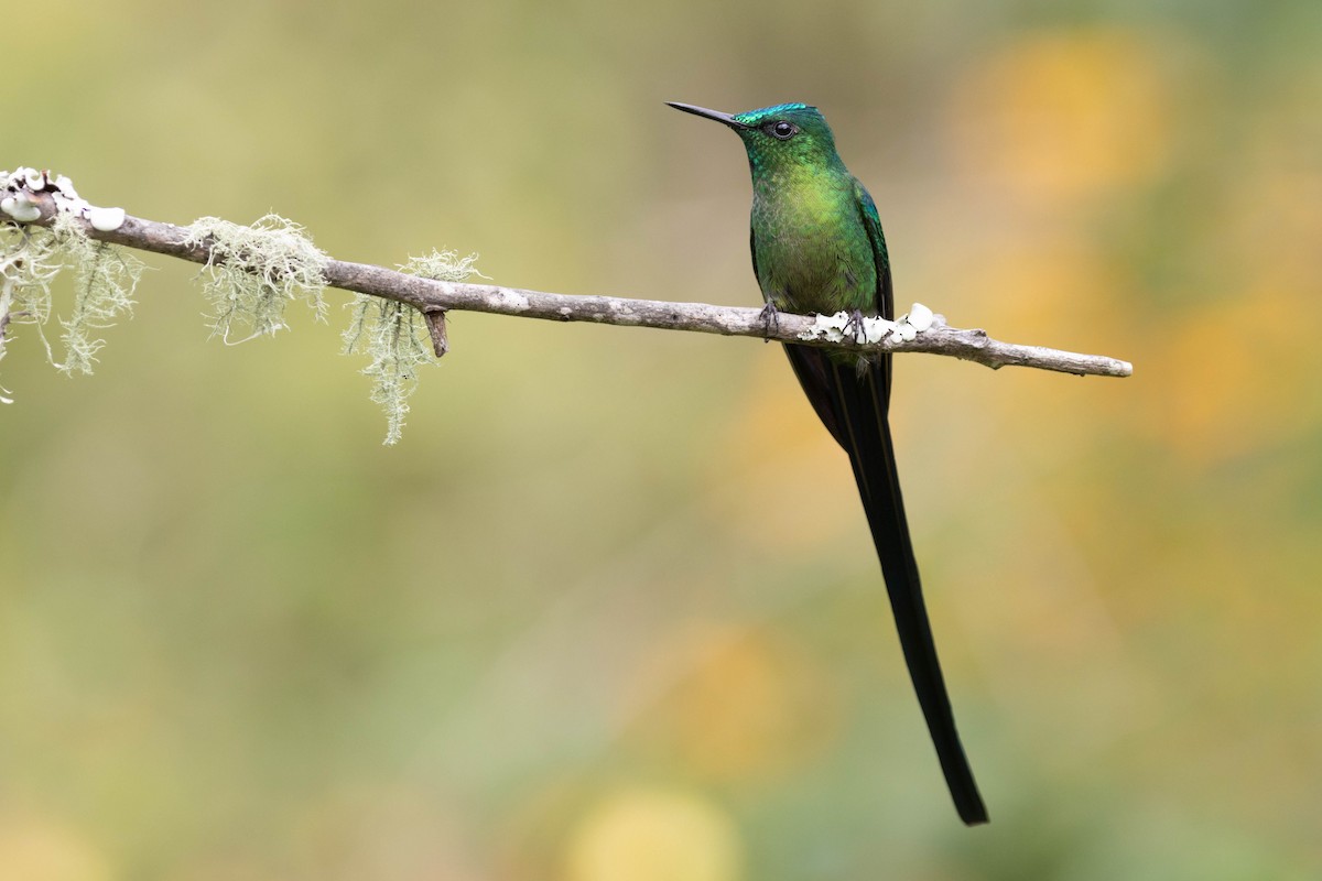 Long-tailed Sylph - ML643848265