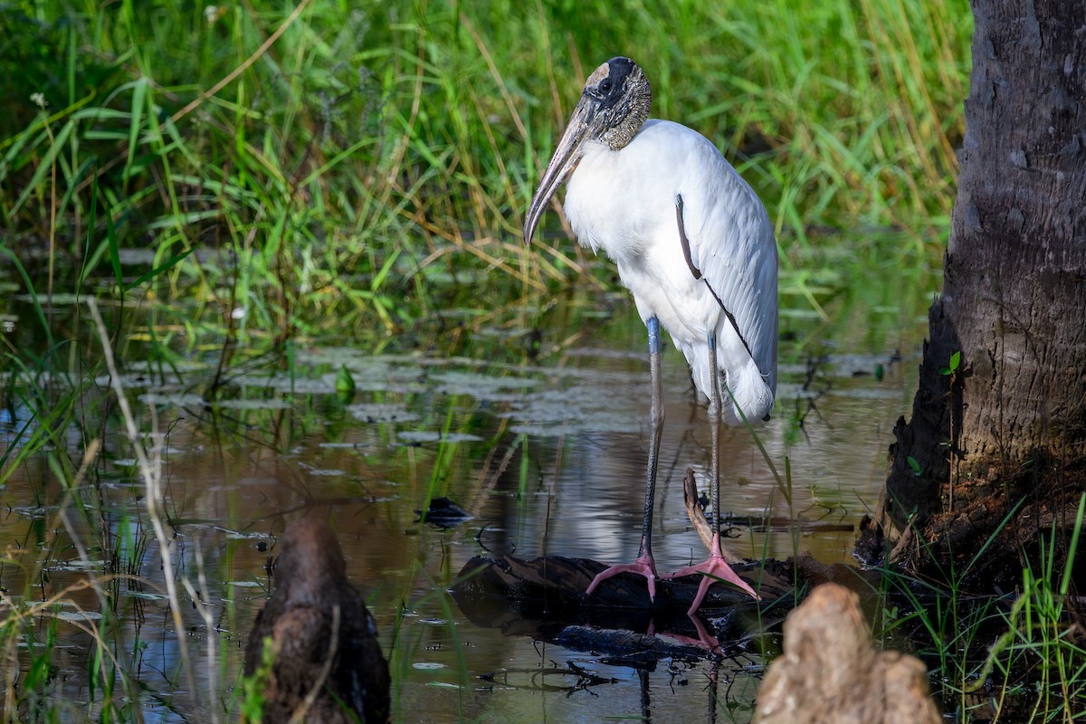 Wood Stork - ML643848274
