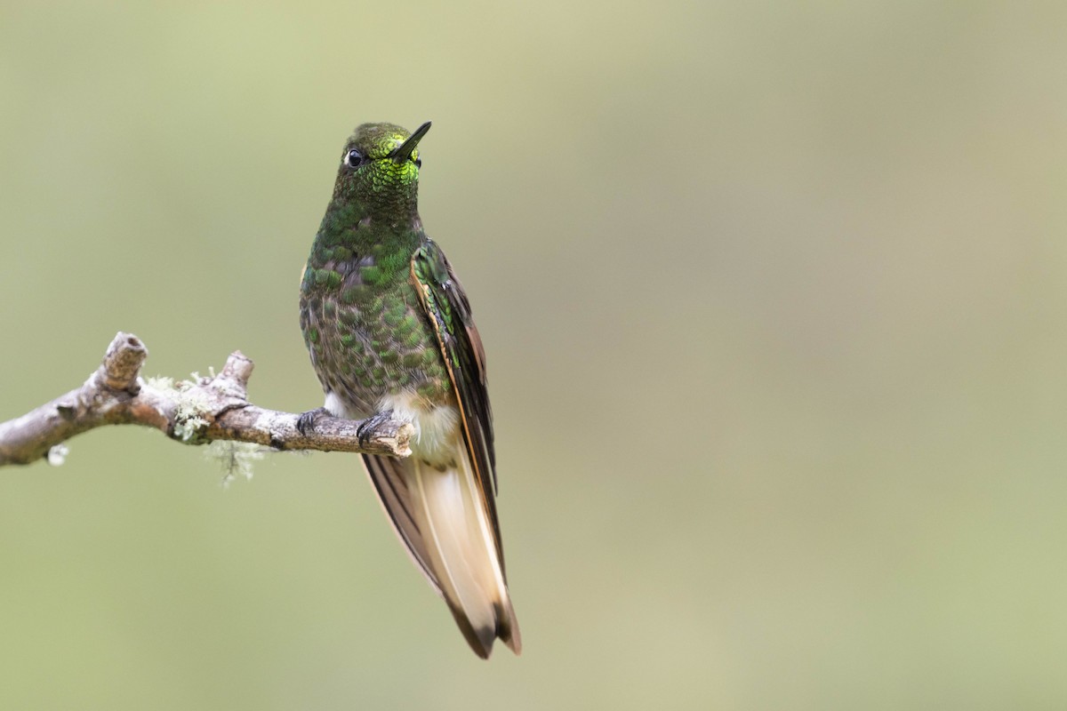 Buff-tailed Coronet - ML643848276