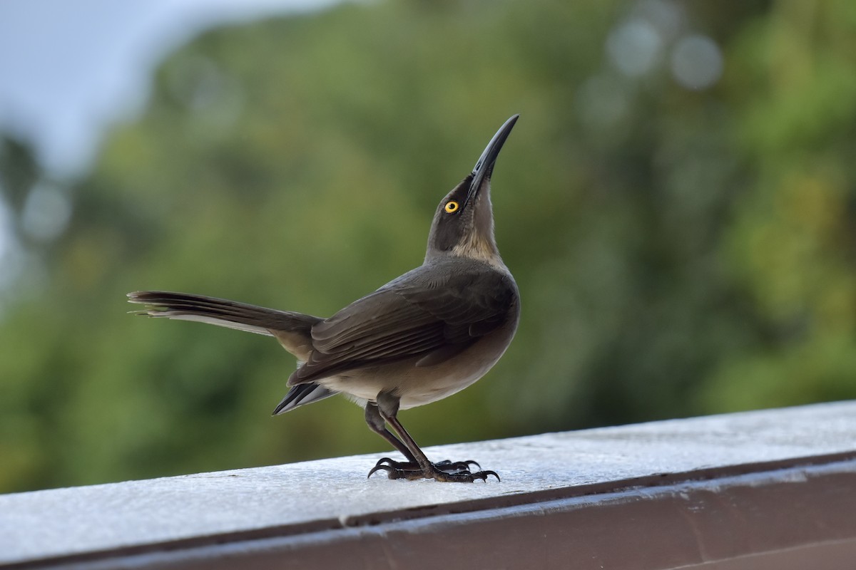 Gray Trembler - ML643848278