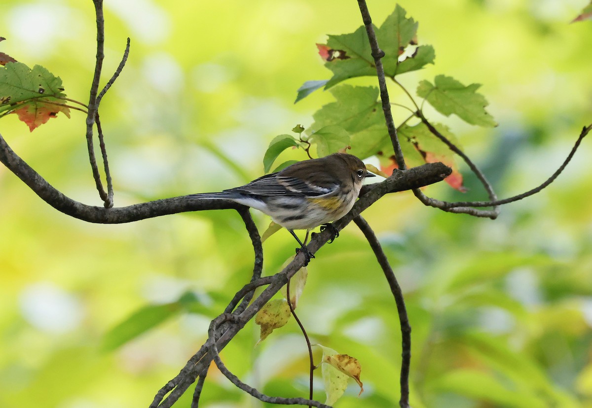 lesňáček žlutoskvrnný - ML643848280