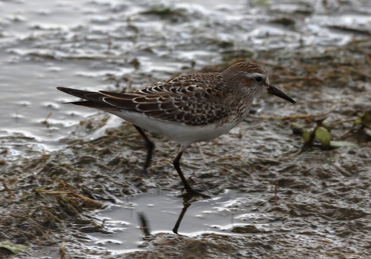 White-rumped Sandpiper - ML643848283