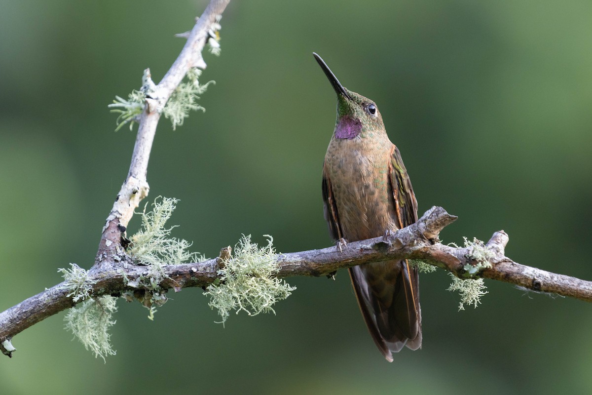 Fawn-breasted Brilliant - ML643848287