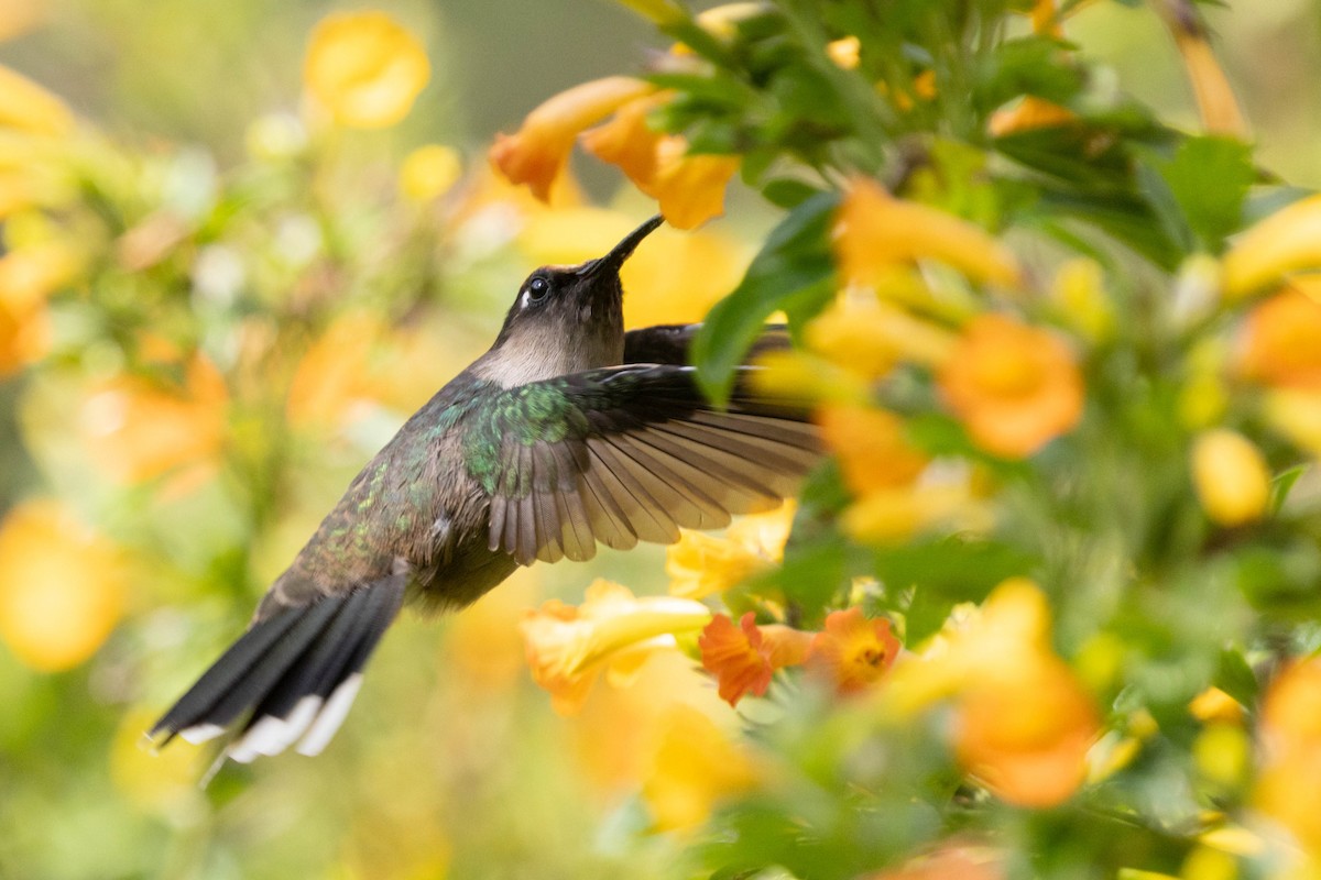 Андский цветноголов - ML643848292