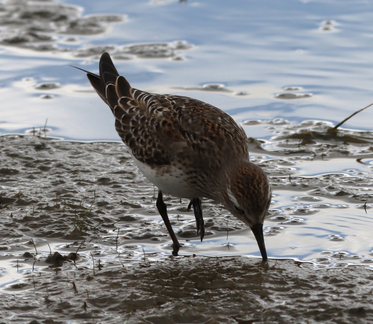 White-rumped Sandpiper - ML643848301