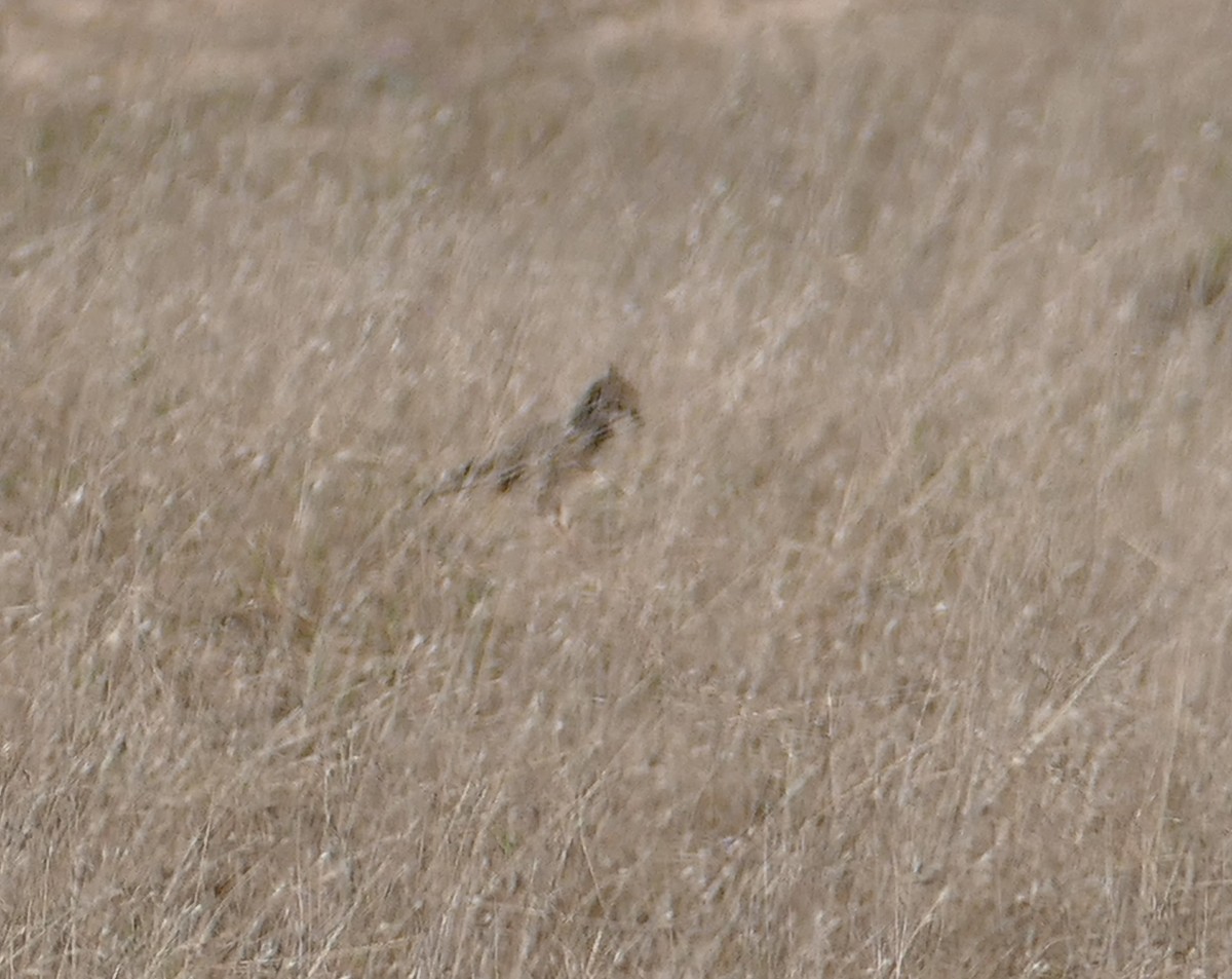 Thekla's Lark - ML643848310