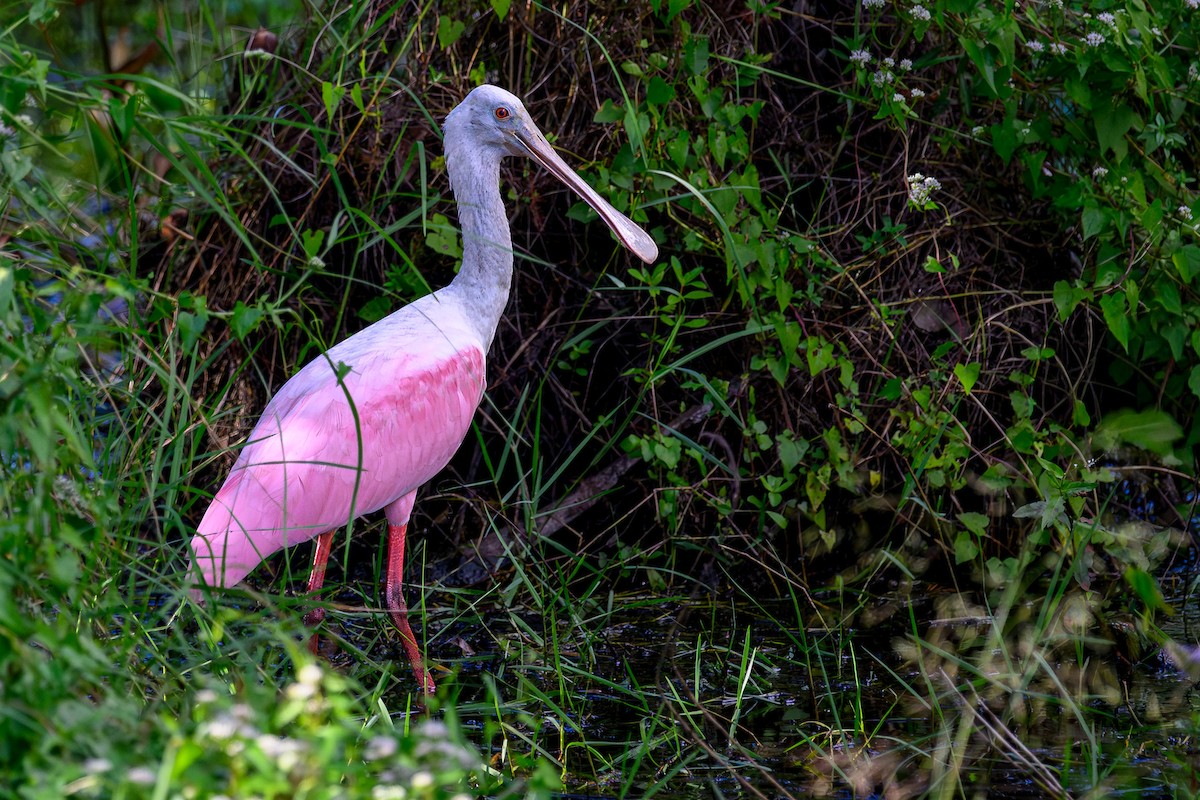 Espátula Rosada - ML643848312