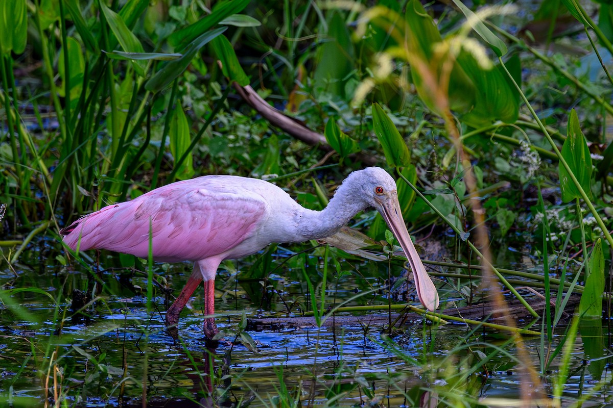 Espátula Rosada - ML643848314