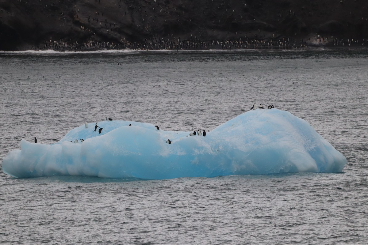 Chinstrap Penguin - ML643848317