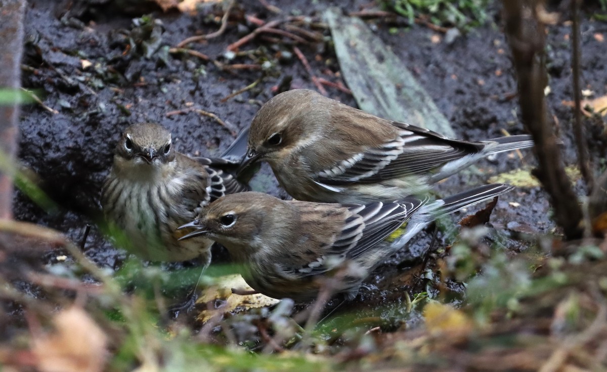 Yellow-rumped Warbler - ML643848322